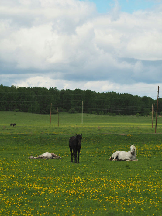 Saddle Fitting Adventures Through Alberta and BC