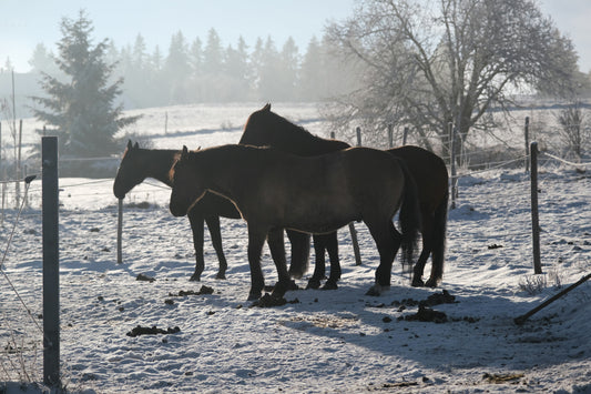 Wintering Horses: Expert Tips on Body Clipping and More