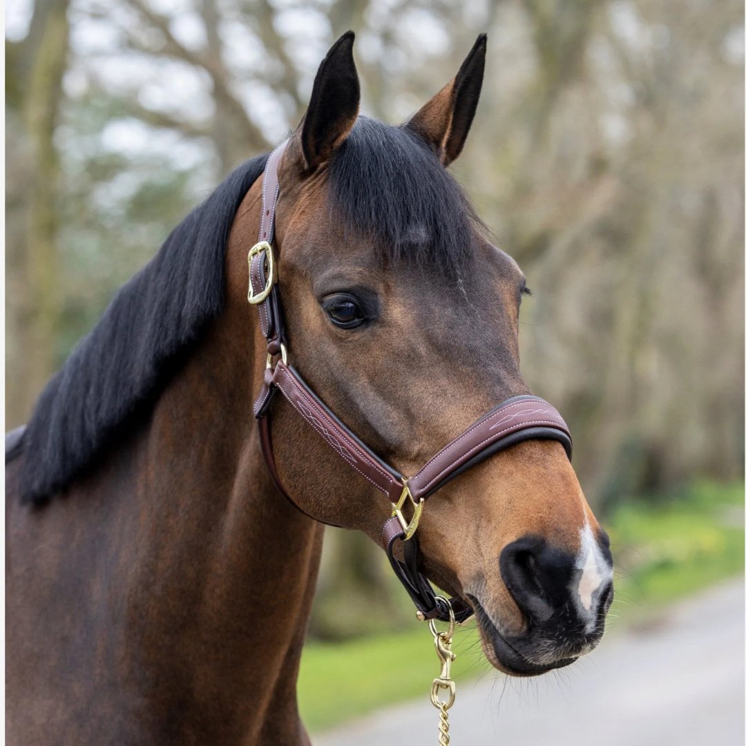 Horse & Tack Selection