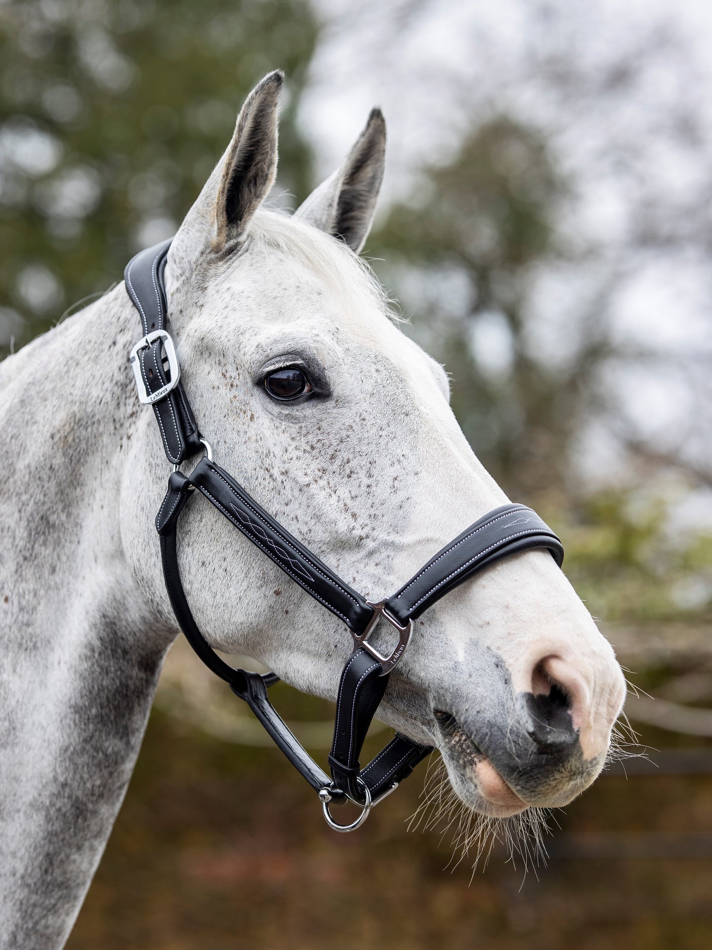 Stitched Leather Headcollar Black Full