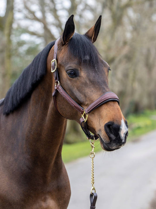 Lemieux Stitched Leather Head collar Brown